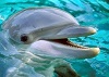Avatar delfinek